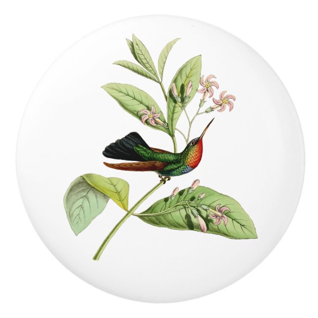 Bouton De Porte En Céramique Colibri Throated ardent (Devant)