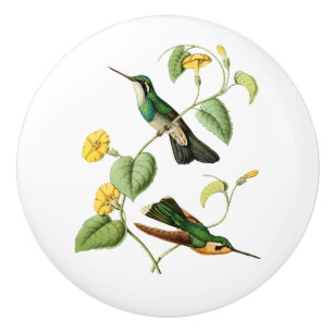 Bouton De Porte En Céramique Colibri Throated blanc de gemme de montagne