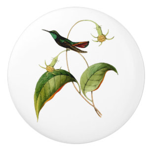 Bouton De Porte En Céramique Colibri Throated vert de mangue