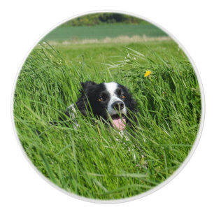 Bouton De Porte En Céramique Collie noir et blanc en herbe
