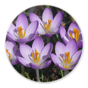 Bouton De Porte En Céramique Crocus violets ensoleillés