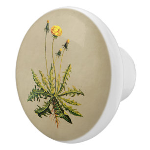 Bouton De Porte En Céramique Dandelion Sur Vieux Papier
