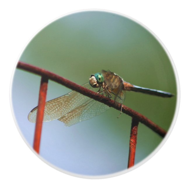 Bouton De Porte En Céramique Dragonfly On Wire Fence Close  (Devant)
