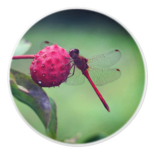 Bouton De Porte En Céramique Dragonfly rouge sur les fruits de bois de chien gr