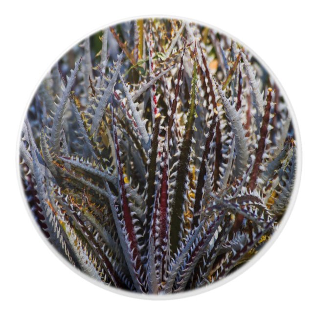 Bouton De Porte En Céramique Dyckia délice (Devant)