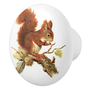 Bouton De Porte En Céramique Écureuil rouge mignon sur la branche