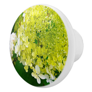 Bouton De Porte En Céramique Élégante Chartreuse Vert Limelight Hydrangea