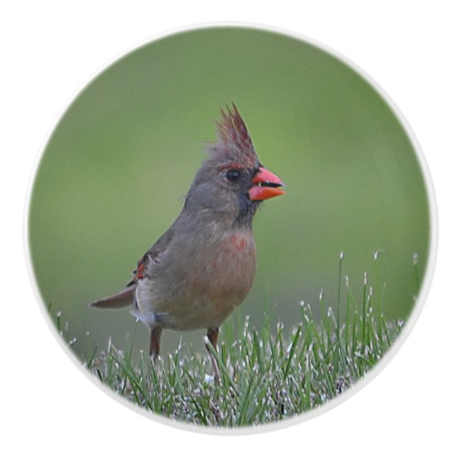 Bouton De Porte En Céramique Fille Cardinal Ceramic Knob (Devant)