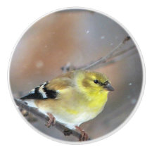 Goldfinch