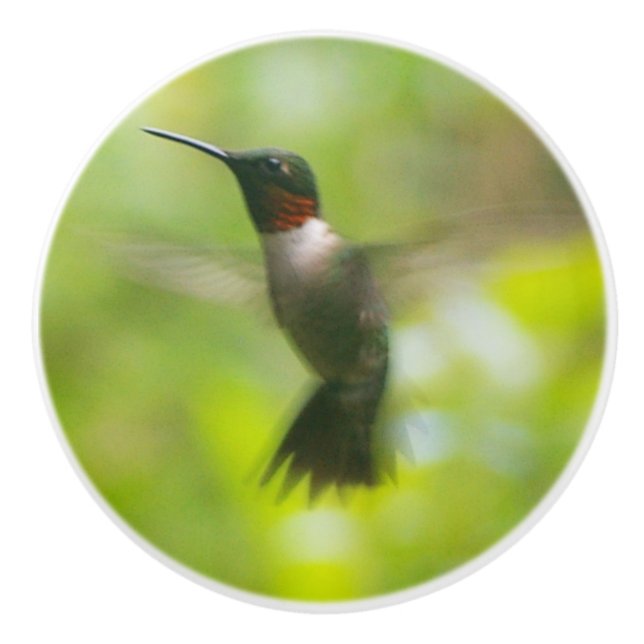Bouton De Porte En Céramique Homme Ruby Throat Hummingbird (Devant)