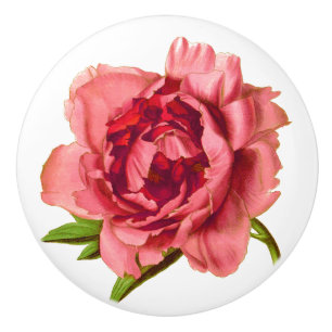 Bouton De Porte En Céramique Illustration vintage d'une grande pivoine rose cor