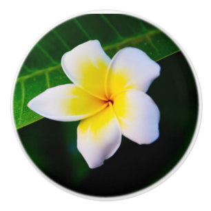 Bouton De Porte En Céramique Impression photo Plumeria