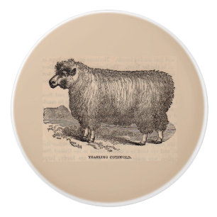 Bouton De Porte En Céramique Imprimé au 19e siècle année Cotswold brebis