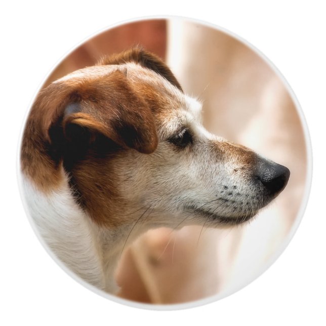 BOUTON DE PORTE EN CÉRAMIQUE JACK RUSSELL TERRIER CHIEN (Devant)