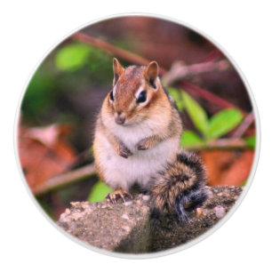 Bouton De Porte En Céramique La faune de Chubby Chipmunk