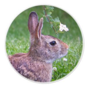 Bouton De Porte En Céramique Lapin lapin dans la photographie d'animaux d'herbe