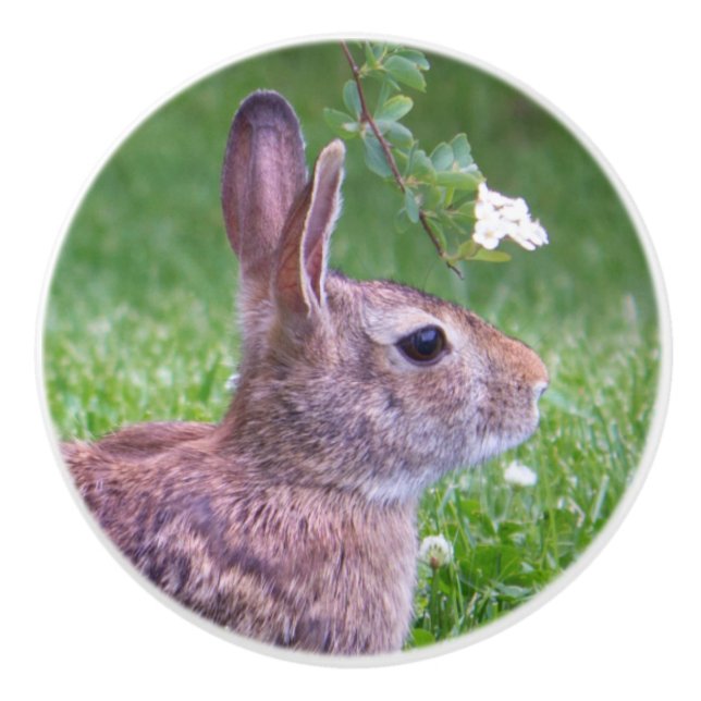 Bouton De Porte En Céramique Lapin lapin dans la photographie d'animaux d'herbe (Devant)