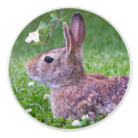 Lapin lapin en Grass Animal Nature Photographie
