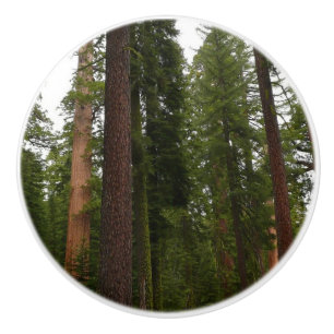 Bouton De Porte En Céramique Mariposa Grove dans le parc national de Yosemite