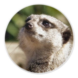BOUTON DE PORTE EN CÉRAMIQUE MEERKAT