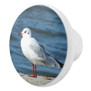 Bouton De Porte En Céramique mer, eau, mouette, oiseau, voyage, bleu, ciel,