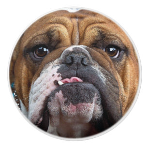 Bouton De Porte En Céramique Oreillers à lancer de Bulldog anglais