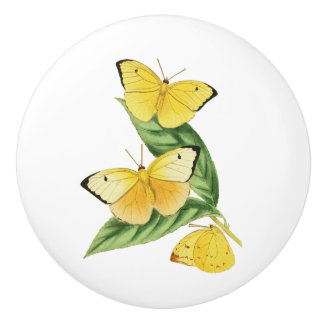 Bouton De Porte En Céramique Papillon Colias Statira