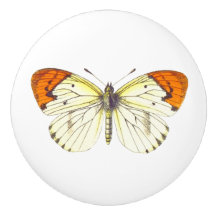 Papillon jaune et orange