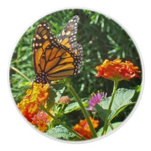 Bouton De Porte En Céramique Papillon orange vibrant reposant sur la fleur