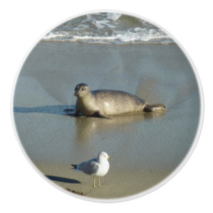 Bouton De Porte En Céramique Phoque du port à La Jolla en Californie