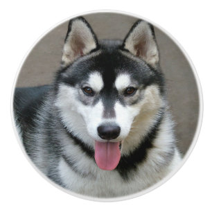 Bouton De Porte En Céramique Photographie de chien de Malamute d'Alaska