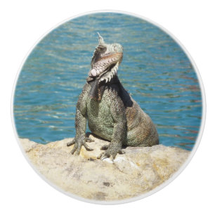 Bouton De Porte En Céramique Photographie de la faune tropicale Iguana à St. Th