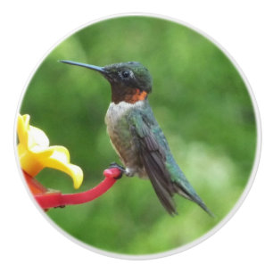 Bouton De Porte En Céramique Photographie d'oiseau Colibri à gorge rubis