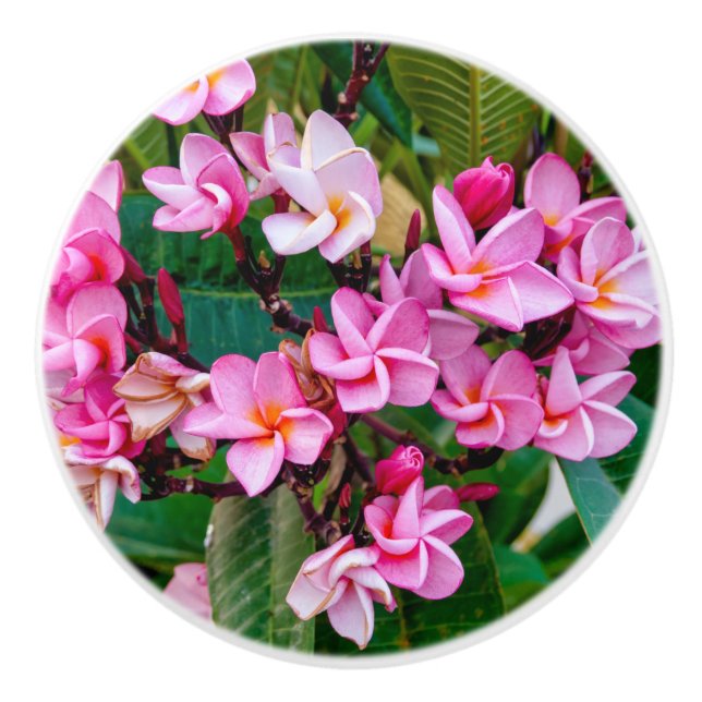 Bouton De Porte En Céramique Pink Plumeria (Devant)