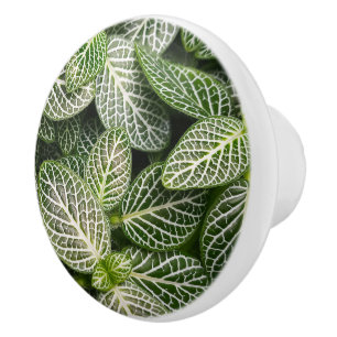 Bouton De Porte En Céramique Plante en mosaïque Fittonia avec Feuilles variés