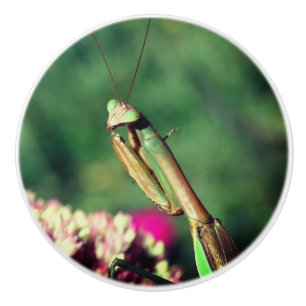 Bouton De Porte En Céramique Priez Mantis Élevée De Près