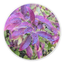 Purple autumn leaves