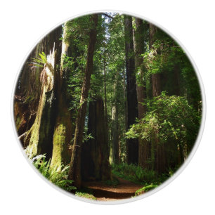 Bouton De Porte En Céramique Séquoias et fougères au parc national de Redwood