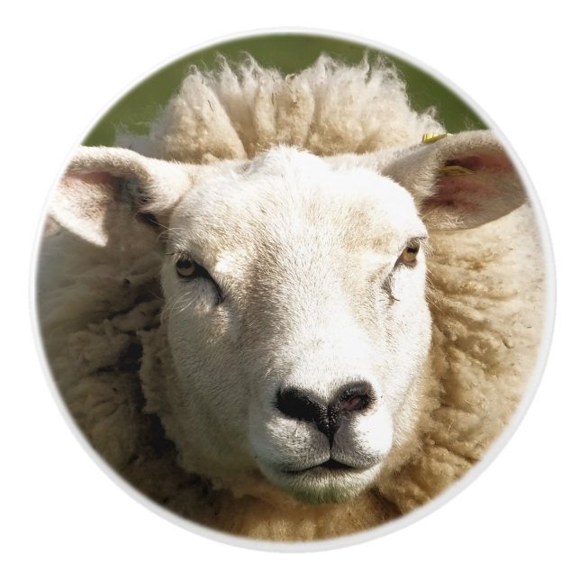 BOUTON DE PORTE EN CÉRAMIQUE SHEEP (Devant)