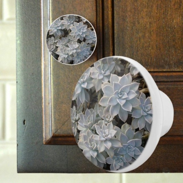 Bouton De Porte En Céramique Silvery Blue Succulents Botanique Photographie (Créateur téléchargé)