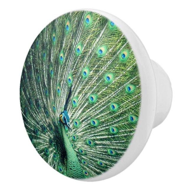 Bouton De Porte En Céramique Strut Peacock (Droite)