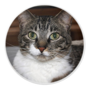 Bouton De Porte En Céramique Tabby Cat Vous regardez Animaux de compagnie Photo