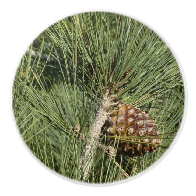 Bouton De Porte En Céramique Torrey Pine Closeup California Botanical (Devant)