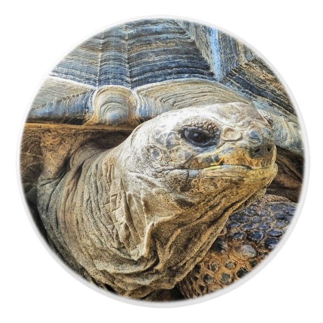 BOUTON DE PORTE EN CÉRAMIQUE TORTOISE GÉANT (Devant)