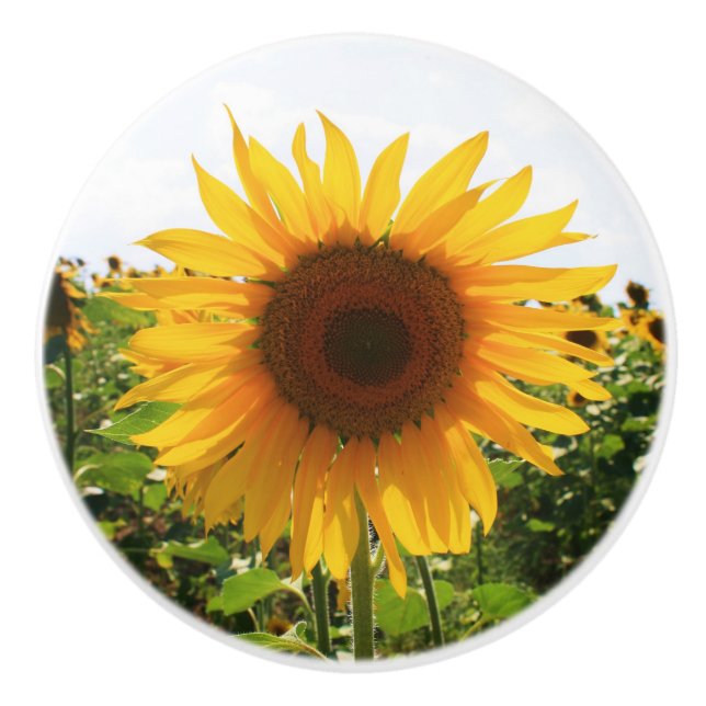 Bouton De Porte En Céramique Traction de tiroir de tournesol (Devant)