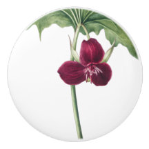 Trillium botanique 