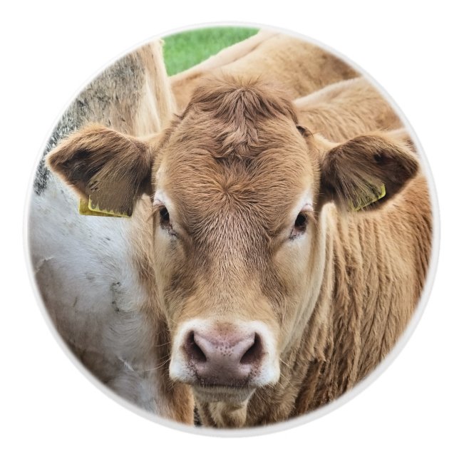 BOUTON DE PORTE EN CÉRAMIQUE UN PETIT CALF CUISINE (Devant)