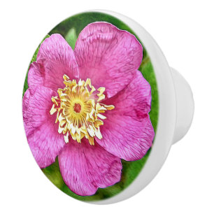 Bouton De Porte En Céramique Un Rose sauvage