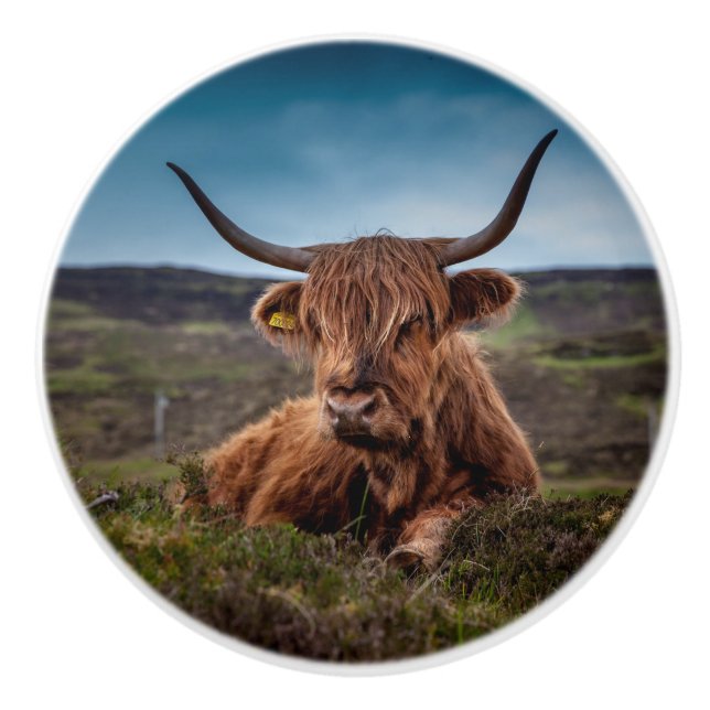 Bouton De Porte En Céramique Vache de Highland (Devant)