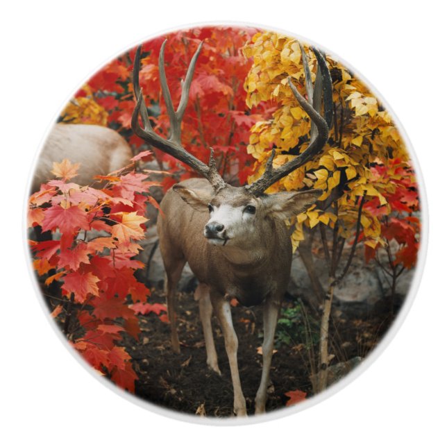 Bouton De Porte En Céramique Whitetail En Automne (Devant)
